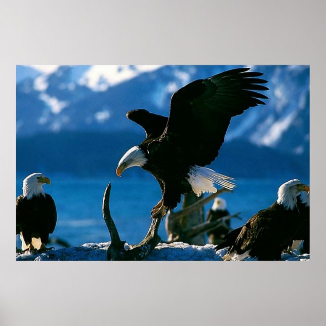 Affiches Bald Eagle sur l'affiche du journal (Devant)