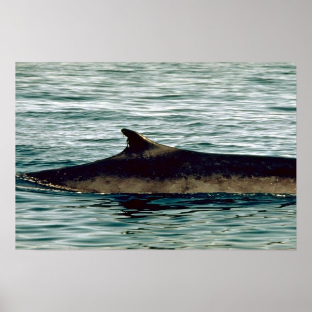 Affiches Baleine à bec (Devant)