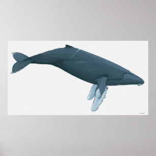 Affiches Baleine à bosse