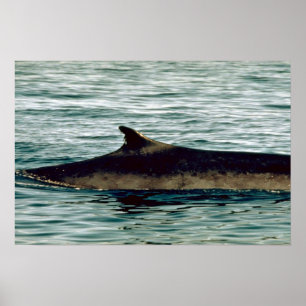 Affiches Baleine d'aileron