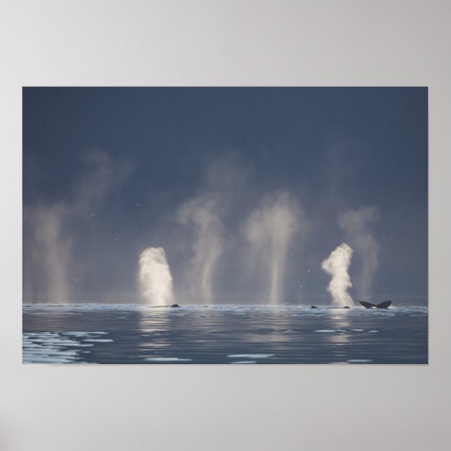 Affiches Baleines à bosse Megaptera novaeangliae) (Devant)