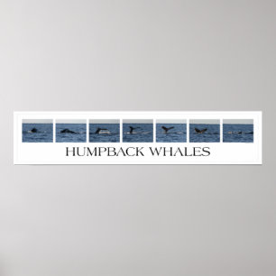 Affiches Baleines de bosse