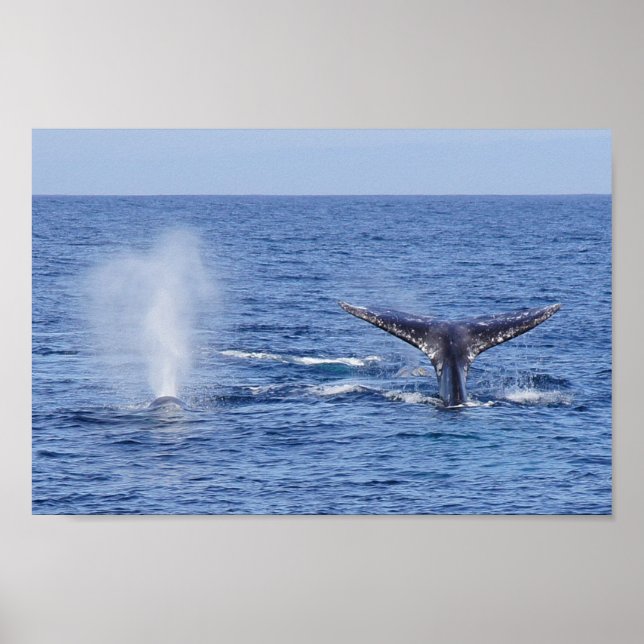 Affiches Baleines grises Flûte et souffle de queue - Imprim (Devant)