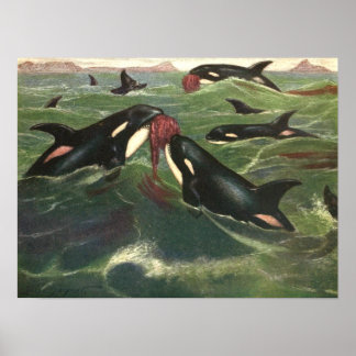 Affiches Baleines ou orques tueuses vintages, Mammifères ma