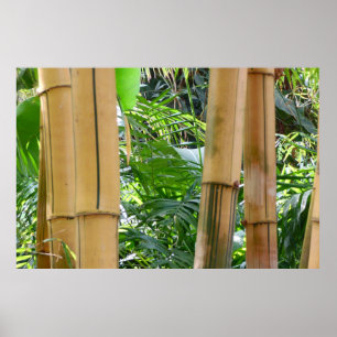 Affiches Bambou