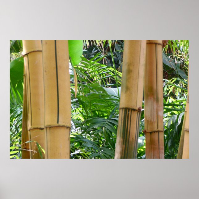 Affiches Bambou (Devant)