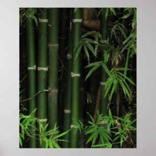 Affiches Bambous ... Fao Rai, Nong Khai, Isaan, Thaïlande