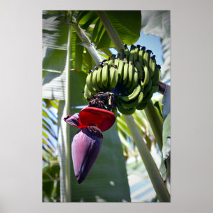 Affiches Banana Bunch and Flower Stalk
