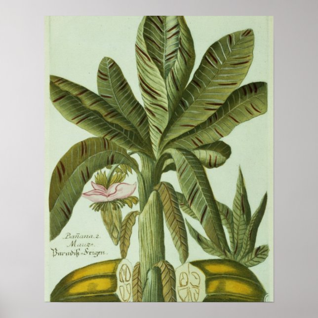 Affiches Banana, de Phytanthoza Iconographi de J. Weinmann (Devant)