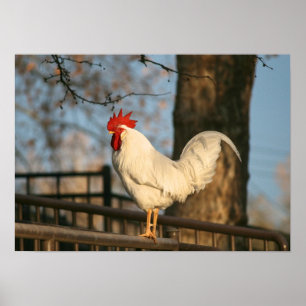 Affiches "Bantam le matin"