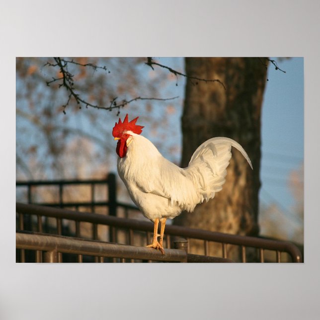 Affiches "Bantam le matin" (Devant)