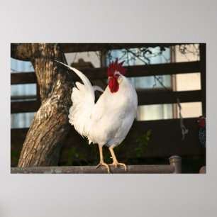 Affiches Bantam Rooster