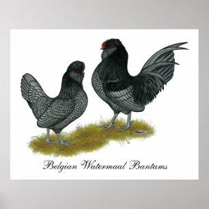 Affiches Bantams