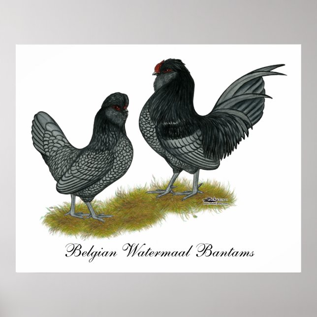 Affiches Bantams (Devant)