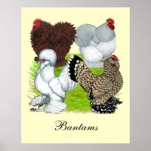 Affiches Bantams en plumes Legs