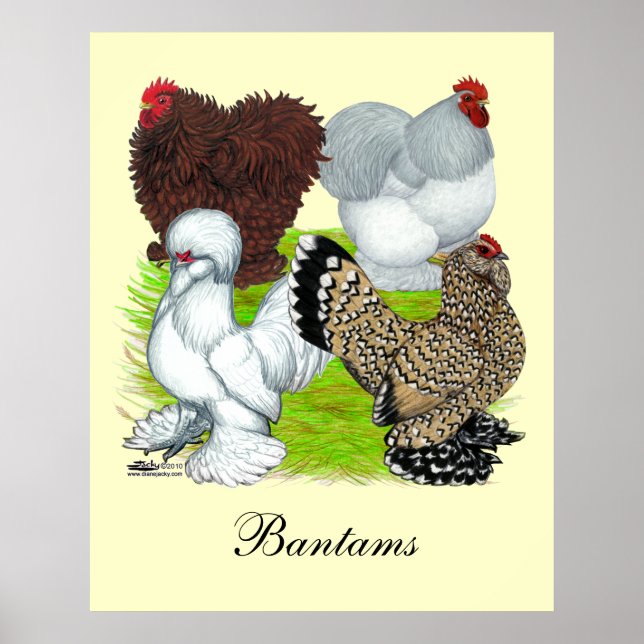 Affiches Bantams en plumes Legs (Devant)
