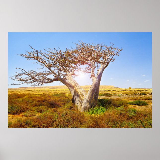 Affiches Baobab (Devant)