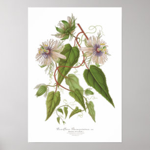 Affiches Baraquimima de passiflore