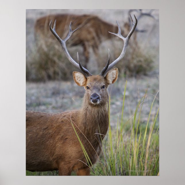 Affiches Barasingha ou Barasinga (Rucervus (Devant)