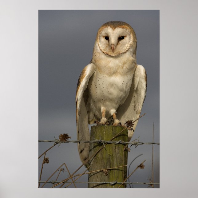 Affiches Barn Owl (Devant)