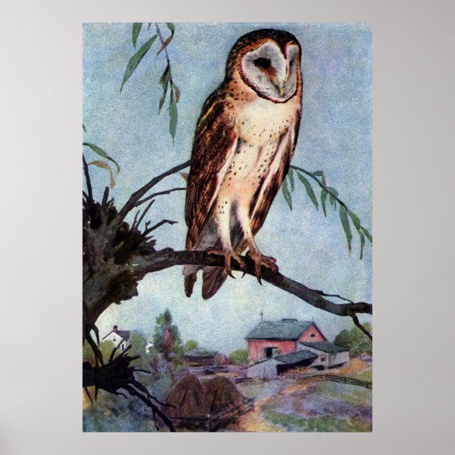 Affiches Barn Owl, Farmhouse et Barn (Devant)