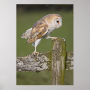 Affiches Barn Owl se promène