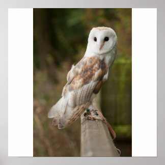Affiches Barn Owl sur une clôture