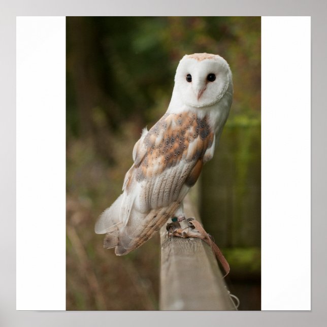 Affiches Barn Owl sur une clôture (Devant)