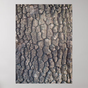 Affiches Barque d'arbre