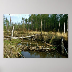 Affiches Barrage de castor