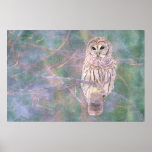 Affiches Barred Owl Pastel Oilpaint