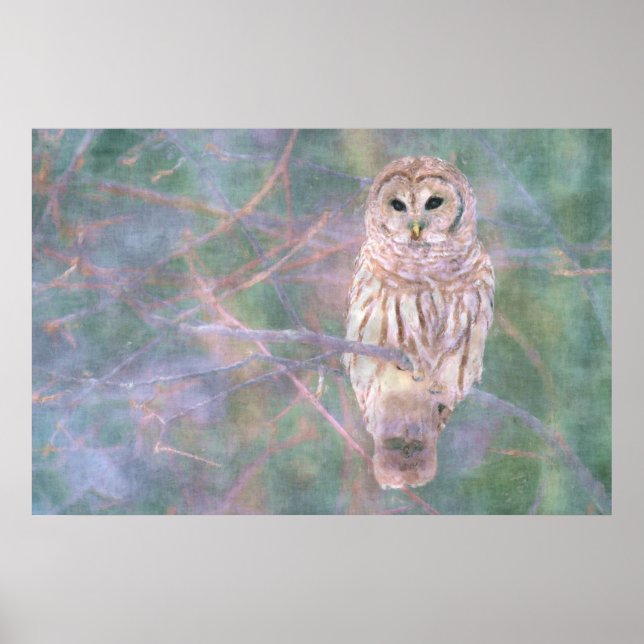 Affiches Barred Owl Pastel Oilpaint (Devant)
