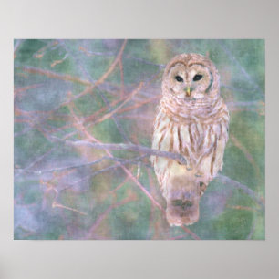 Affiches Barred Owl Pastel Oilpaint
