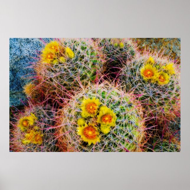 Affiches Barrel cactus close up, California (Devant)