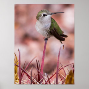 Affiches Barrel Cactus Roosting