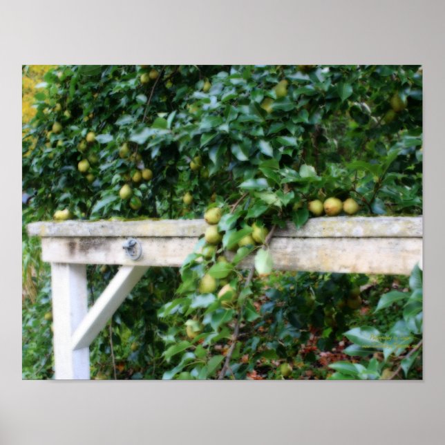 Affiches Bartlett Pears On Tree Orton Effet (Devant)