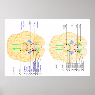 Affiches base de l' image du cerveau anglais et japonais