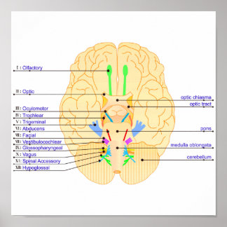 Affiches base de l'image du cerveau anglais