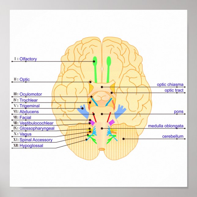 Affiches base de l'image du cerveau anglais (Devant)