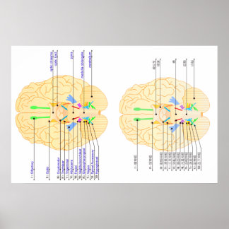 Affiches base de l'image du cerveau anglais & japonais