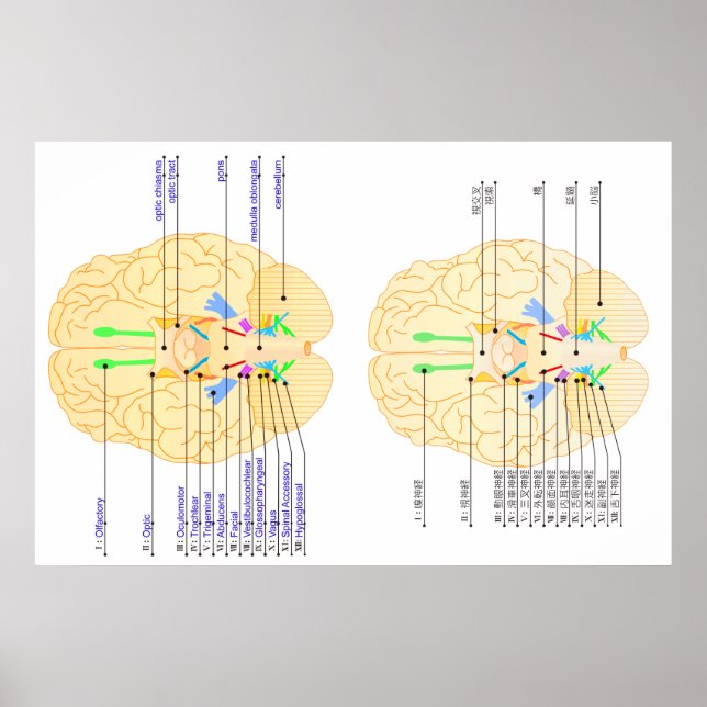 Affiches base de l'image du cerveau anglais & japonais (Devant)