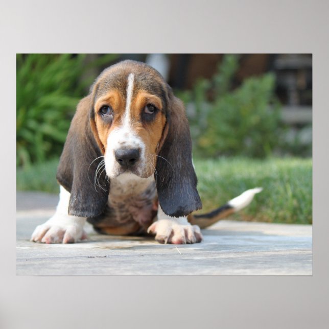 Affiches Basset Hound Puppy (Devant)