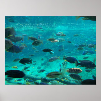 Affiches Bassin bleu de cichlids nageant autour du design