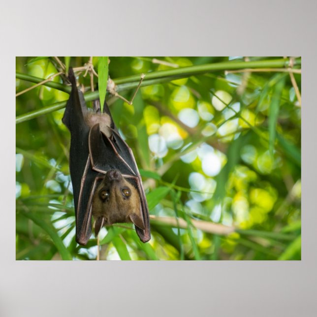 Affiches Bat (Devant)