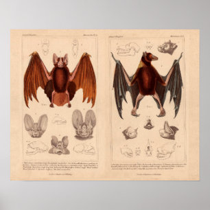 Affiches Bat imprimer chauve-souris de fruits et chauve-sou