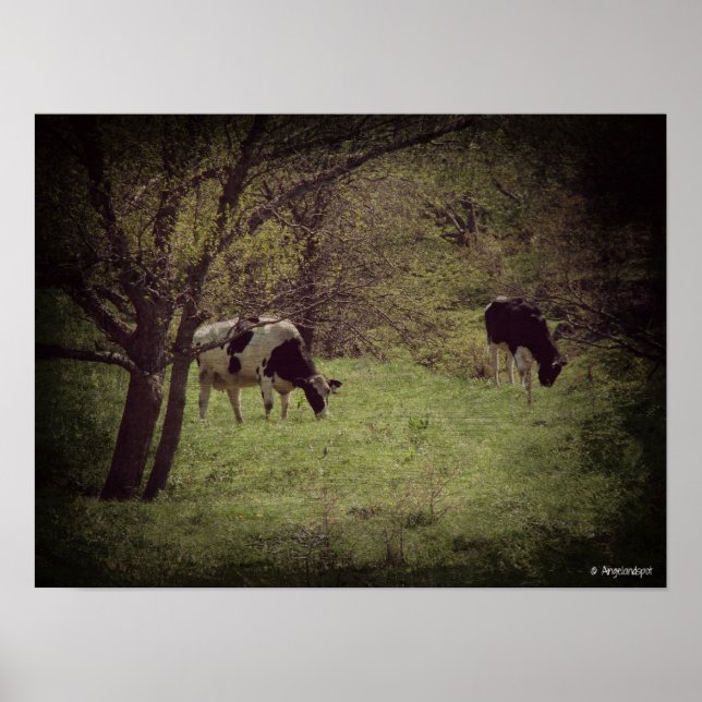 Affiches Bataille laitière de Kalona (Devant)