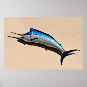 Affiches Bâti de poissons de Marlin bleu