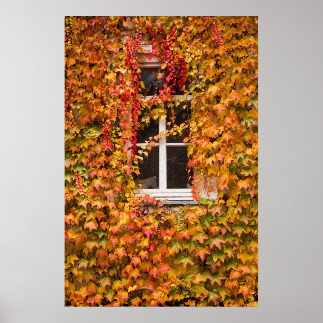 Affiches Bâtiment couvert de lierre d'automne (Devant)