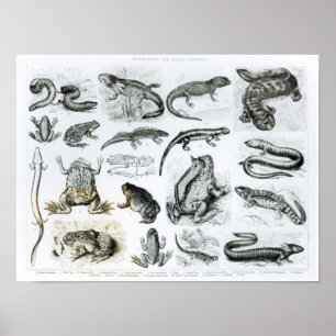 Affiches Batrachians et autres Amphibia