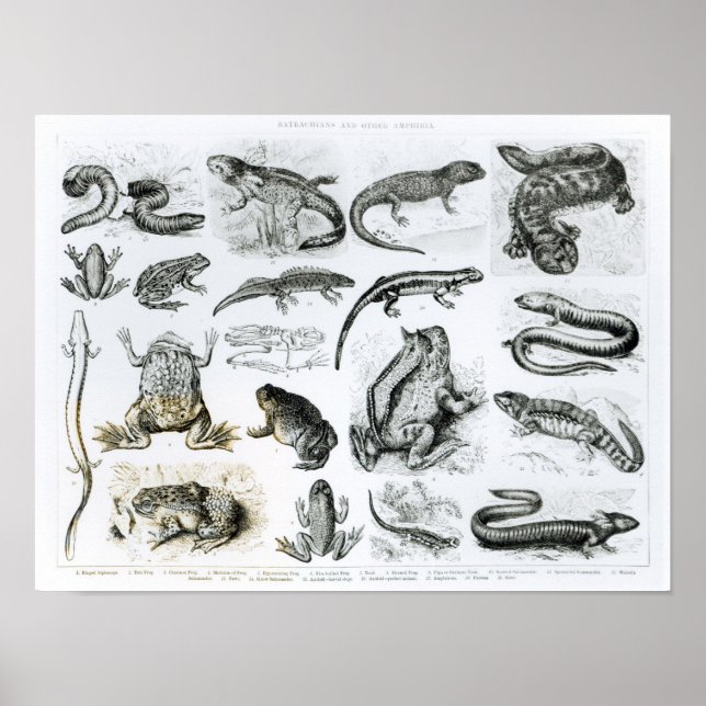 Affiches Batrachians et autres Amphibia (Devant)